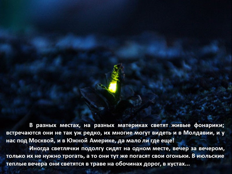 В разных местах, на разных материках светят живые фонарики; встречаются они не так уж